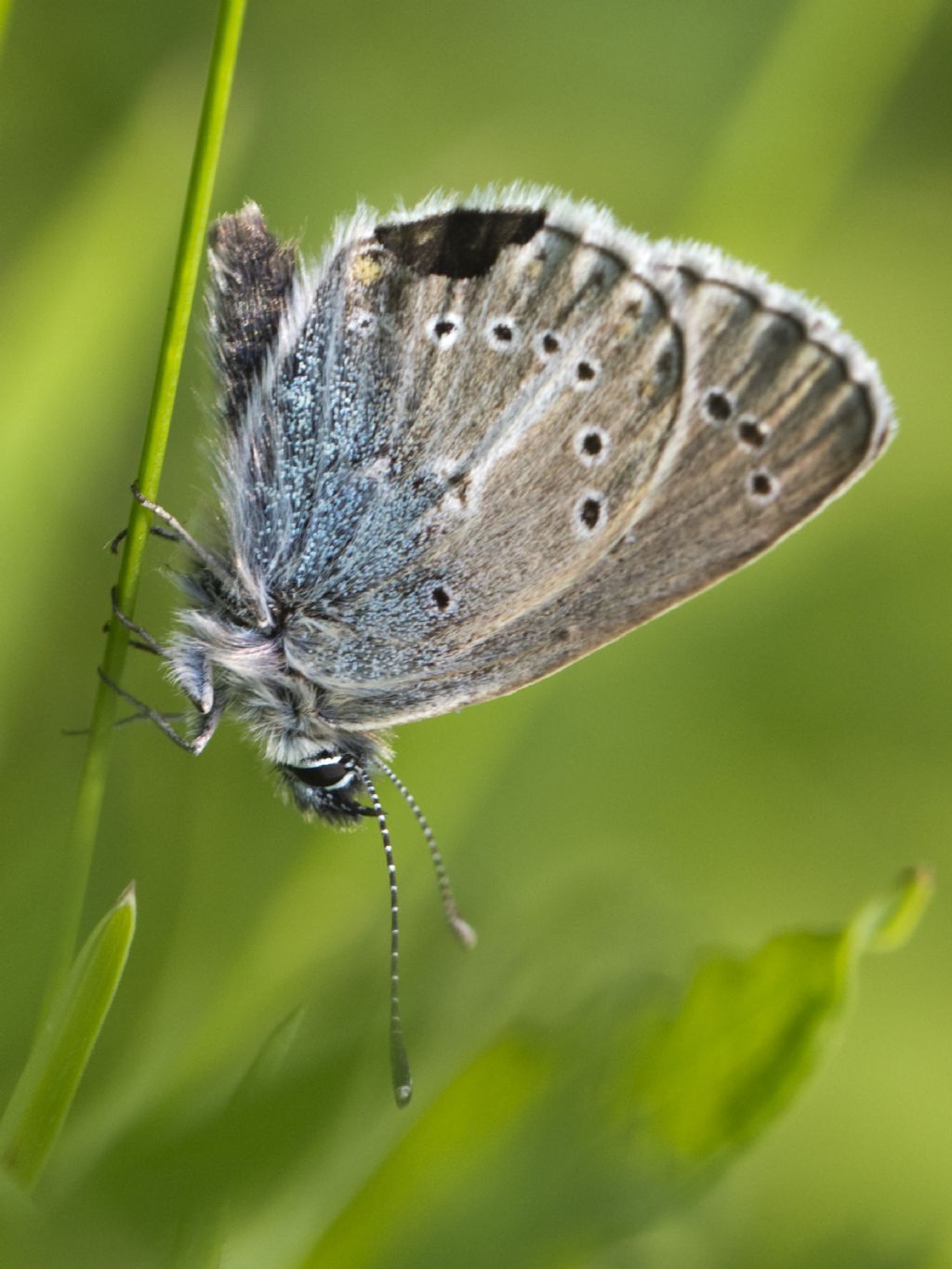 Plebeius eumedon?